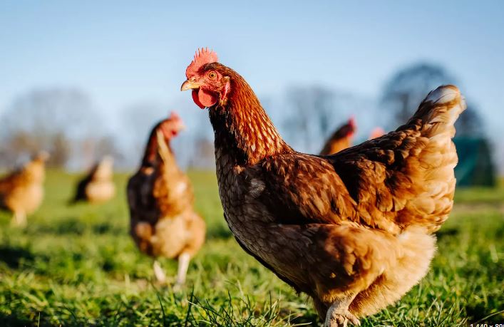 Chickens