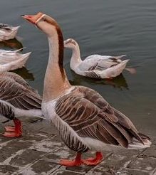 Geese