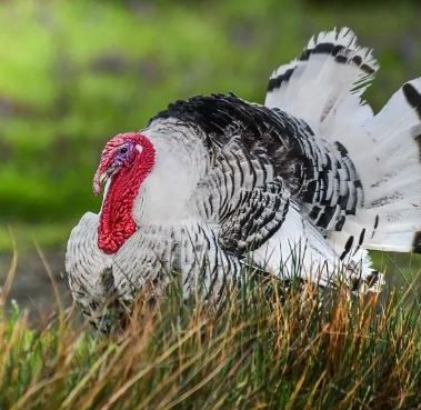 Turkeys