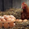 Chicken Eggs (12)