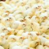 Chickens chicks