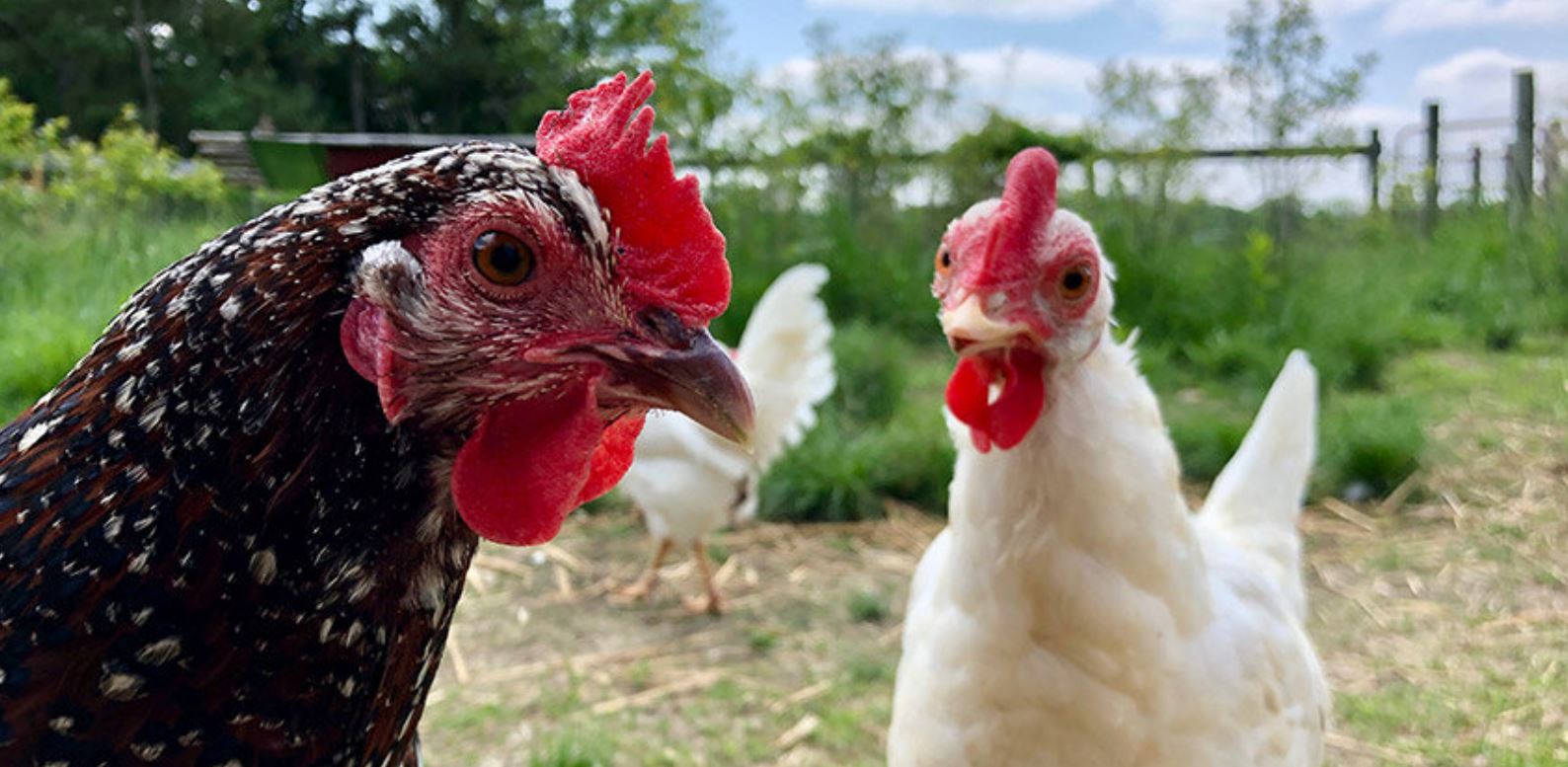 We are the NUMBER #1 classifed website dedicated to fair and honest selling of poultry in the U.S.!