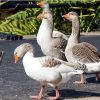 Pilgrim Geese Pair