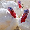 4 Turkeys